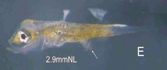 Image of Measles flounder