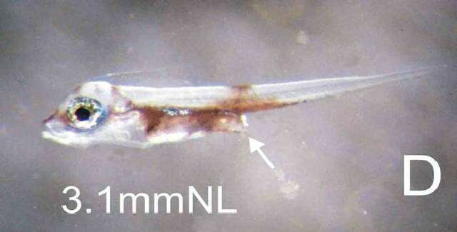 Sivun Monodactylus falciformis Lacepède 1801 kuva