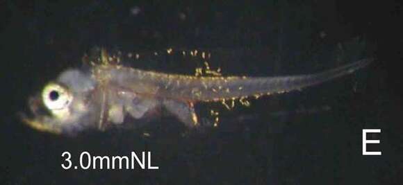 Image of Bar-tailed Flathead