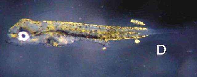 Image of Striped mullet