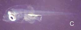 Image of Blacklash scorpionfish