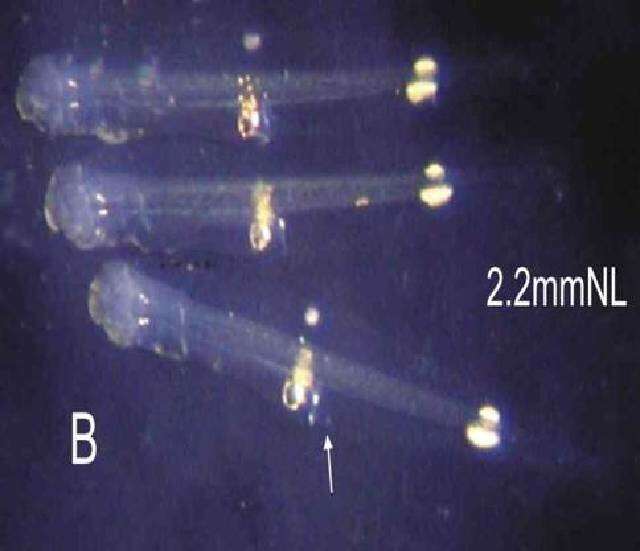 Image of Broadbrow flounder