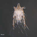 Image of Mesalgoides