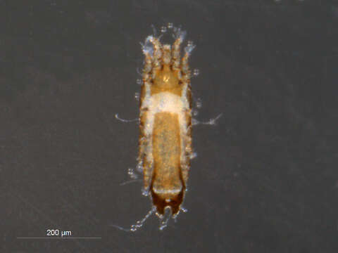 Image of <i>Plicatalloptes pelecani</i>