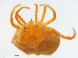 Image of Hydrachnoidea