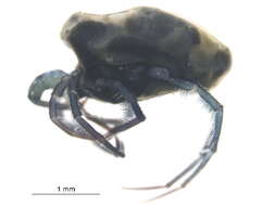 <i>Limnesia undulatoides</i>的圖片