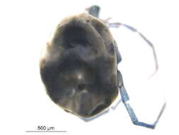 Image of <i>Limnesia undulatoides</i>