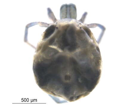 Image of <i>Limnesia undulatoides</i>