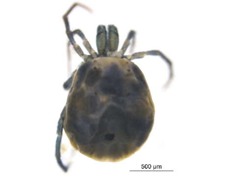 Image of <i>Limnesia undulatoides</i>