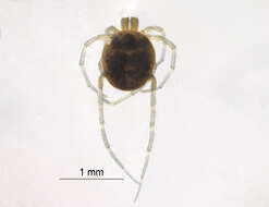 Image of Hygrobatoidea