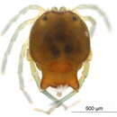 Image of Arrenurus americanus Marshall 1908