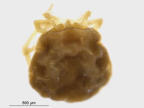 Image of Hydrodromidae