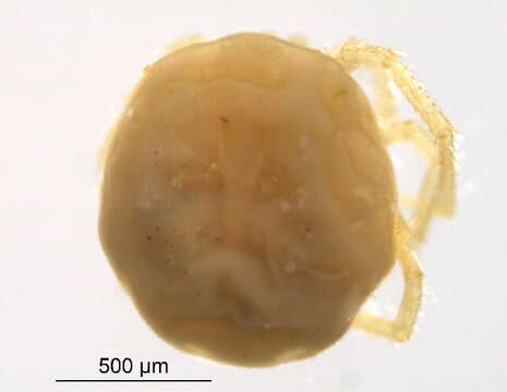 Image of Hydrodromidae