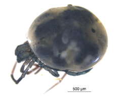 Image of <i>Limnesia undulatoides</i>
