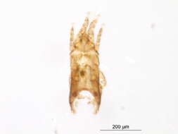 Image of Avenzoariidae