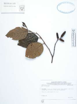 Image of alder