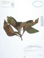 Image of smallanthus