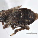 Image of Bakerella penefusca Beamer 1950