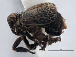 Image of Phyllodinus