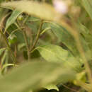 Image of Solanum lanzae