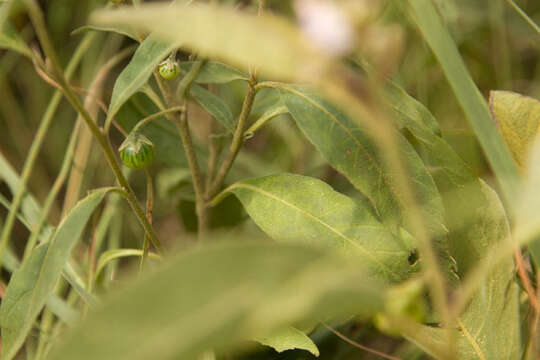 Image of Solanum lanzae