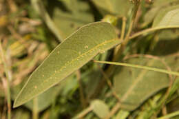 Image of Solanum lanzae