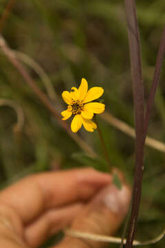 Image of Woodland aspilia