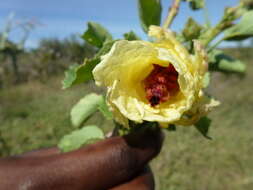 Image de Solanum campylacanthum Hochst. ex A. Rich.