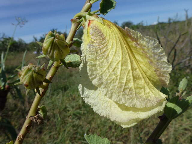 Image de Solanum campylacanthum Hochst. ex A. Rich.