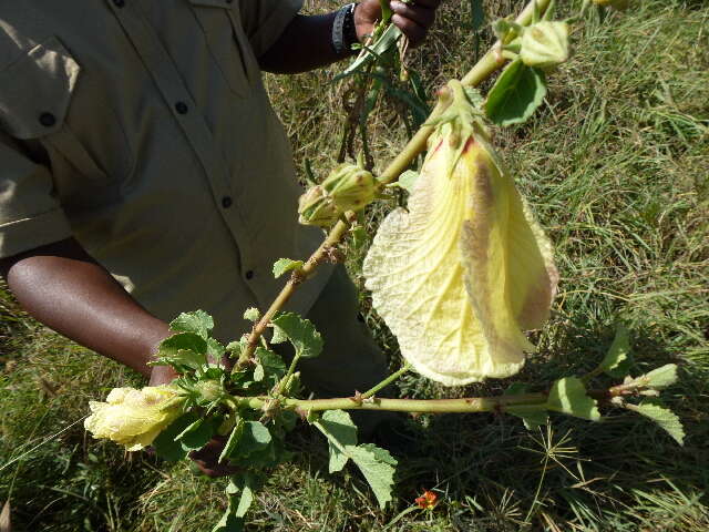 Image of Solanum campylacanthum Hochst. ex A. Rich.