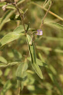 Image of Solanum lanzae