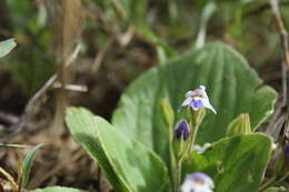 Image de Craterostigma plantagineum Hochst.