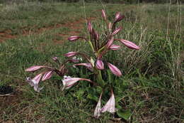 Image of pyjama lily