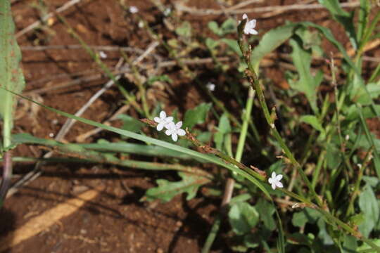 Plancia ëd Oxygonum sinuatum (Hochst. & Steud. ex Meisn.) Damm.