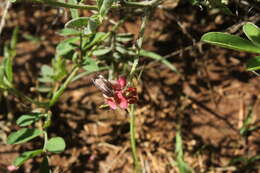 Indigofera volkensii Taub.的圖片