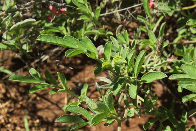 Indigofera volkensii Taub.的圖片