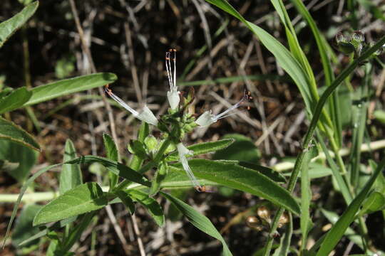 Imagem de Ocimum filamentosum Forssk.