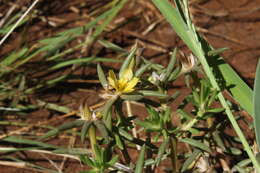 Sivun Portulaca kermesina N. E. Brown kuva