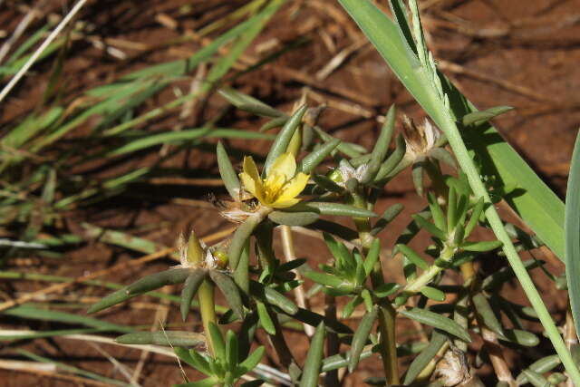 Sivun Portulaca kermesina N. E. Brown kuva