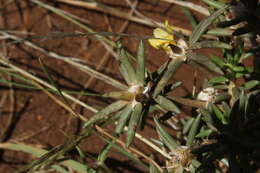 Sivun Portulaca kermesina N. E. Brown kuva