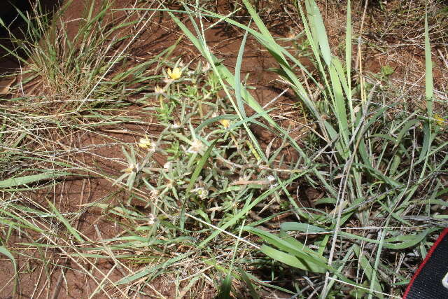 Sivun Portulaca kermesina N. E. Brown kuva