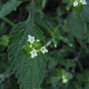 Image of Lantana viburnoides (Forssk.) Vahl