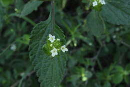 Image of Lantana viburnoides (Forssk.) Vahl