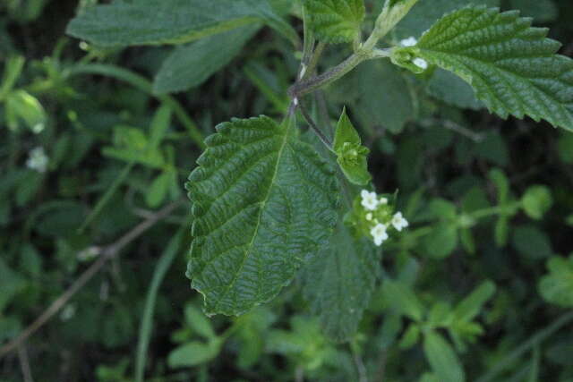 Image of Lantana viburnoides (Forssk.) Vahl