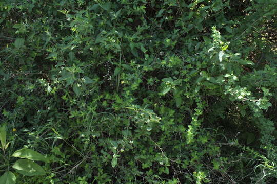 Image of Lantana viburnoides (Forssk.) Vahl