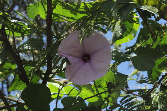 Слика од Ipomoea ficifolia Lindl.