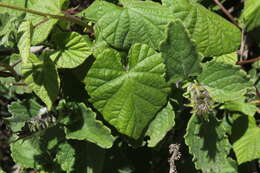 Слика од Ipomoea ficifolia Lindl.