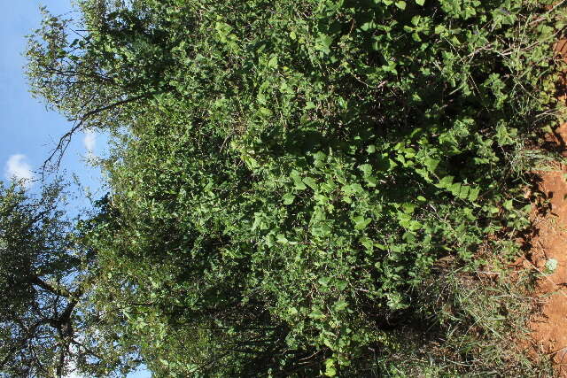 Слика од Ipomoea ficifolia Lindl.