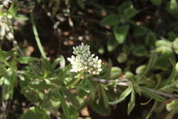 Слика од Helichrysum glumaceum DC.