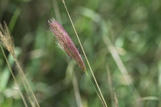 Plancia ëd Tetrapogon roxburghiana (Schult.) P. M. Peterson